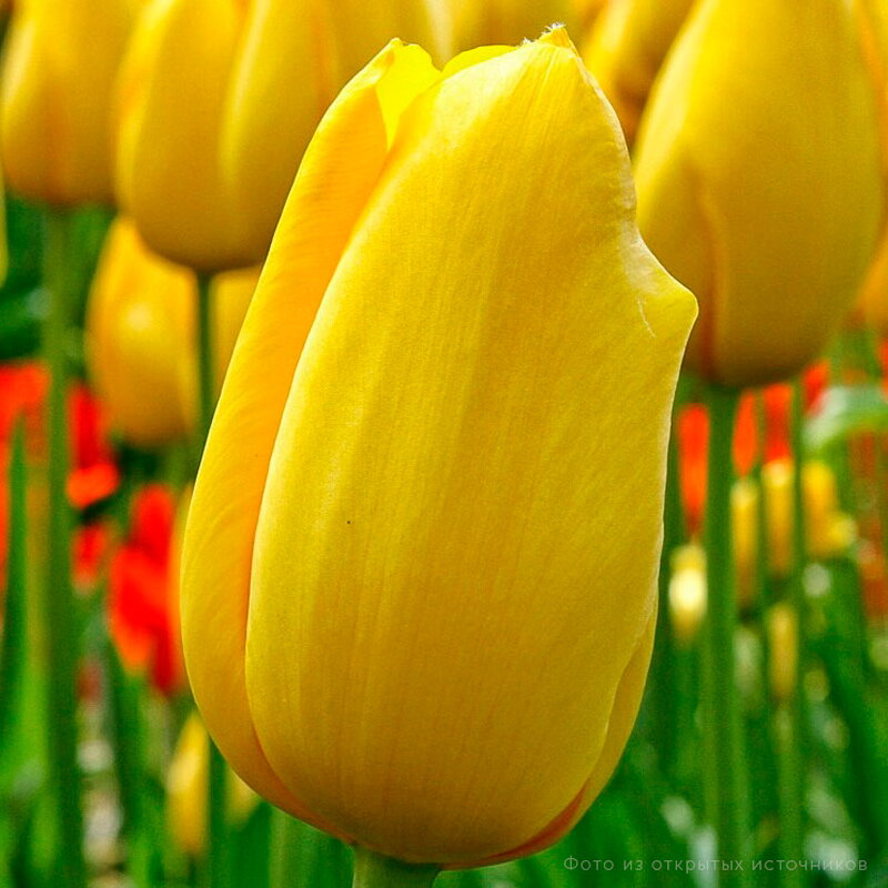 Tulipán Big smile
