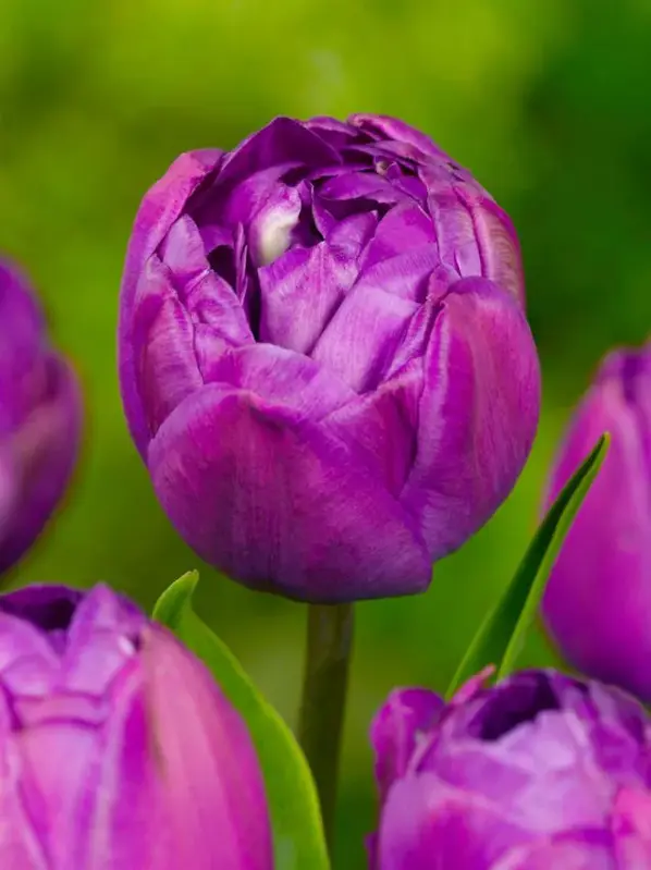 Tulipán Blue Spectacle