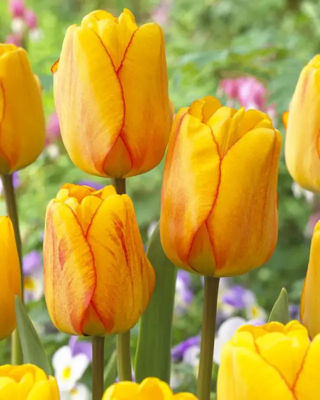 Tulipán Blushing apeldoorn