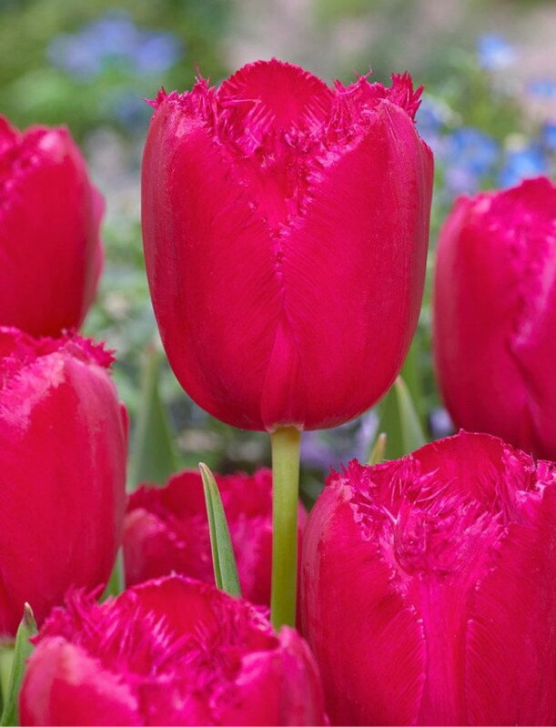 Tulipán Burgundy Lace 