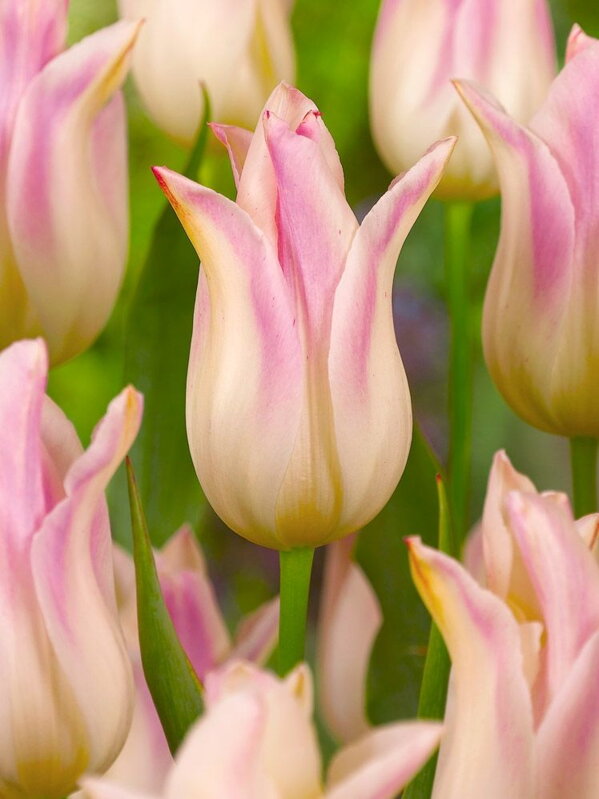 Tulipán Elegant lady 