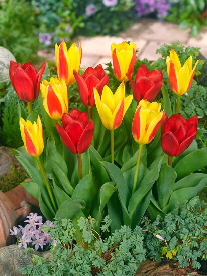 Tulipán kaufmania (skalkový) směs barev