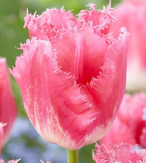 Tulipán Fancy frills 