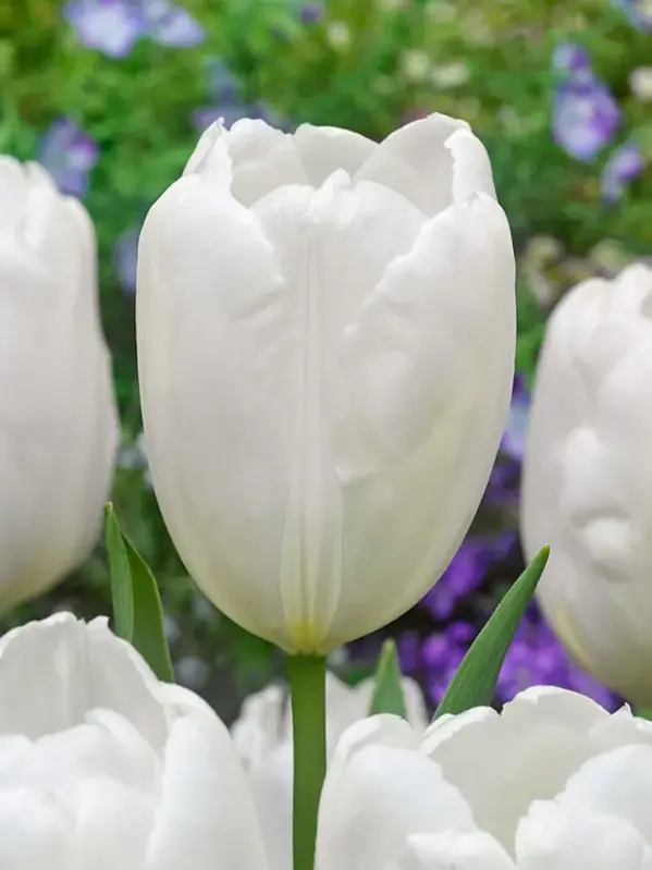 Tulipán Hakuun