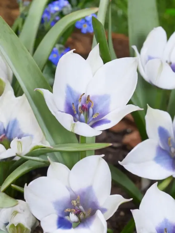Tulipán Humilis alba coerulea oculata