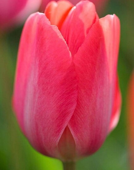 Tulipán Lady van Eijk