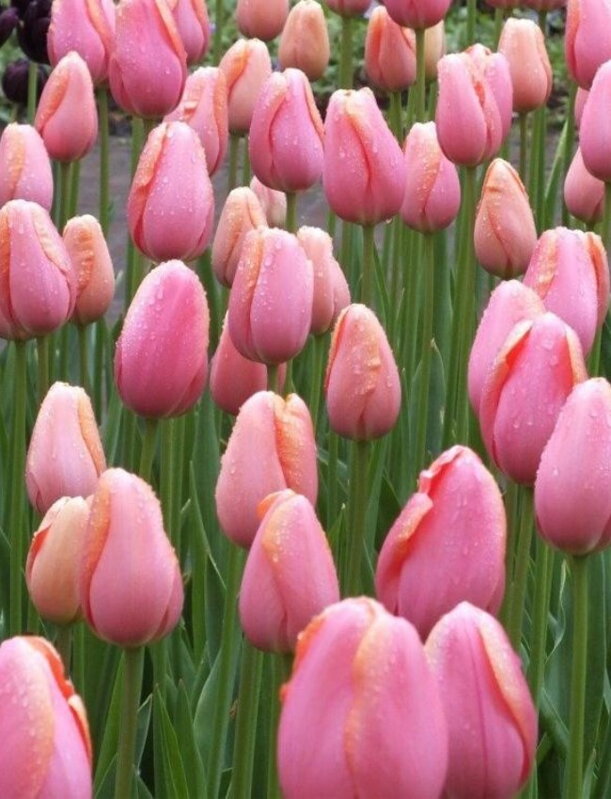 Tulipán Menton Tulipán Menton