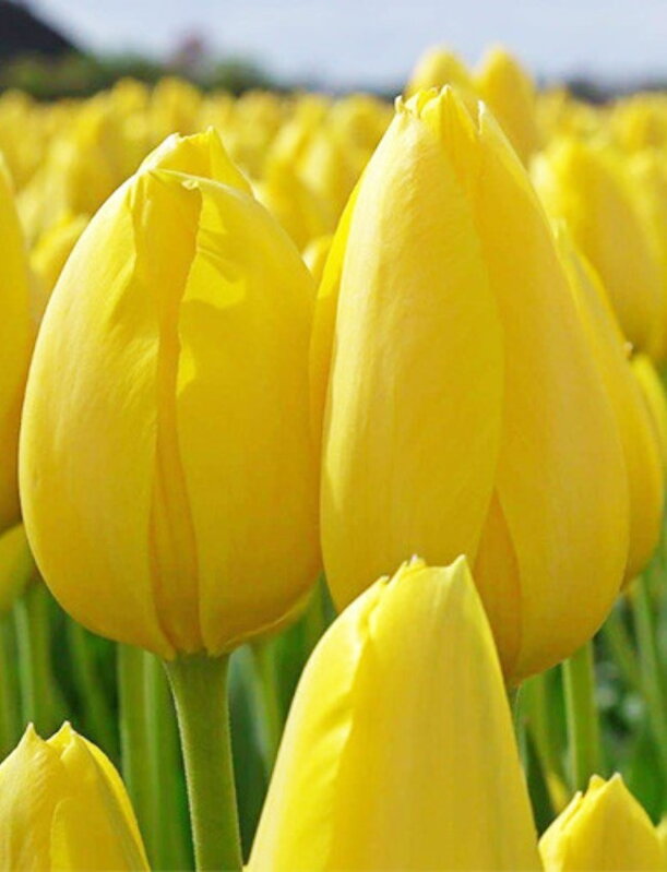 Tulipán Muscated 