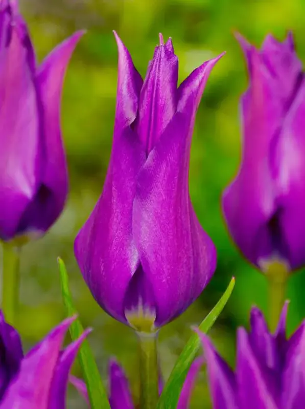 Tulipán Purple Dream