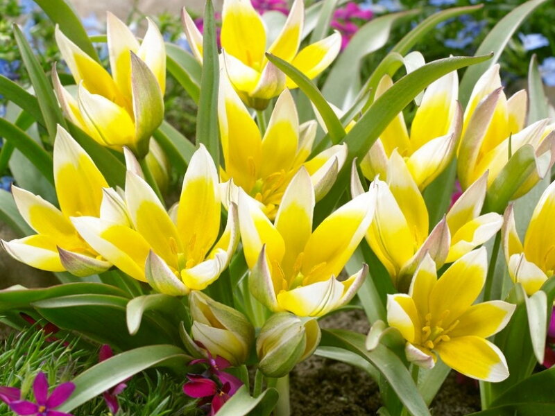 Tulipán Tarda dasystemon