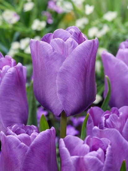 Tulipán  Blue aimable 