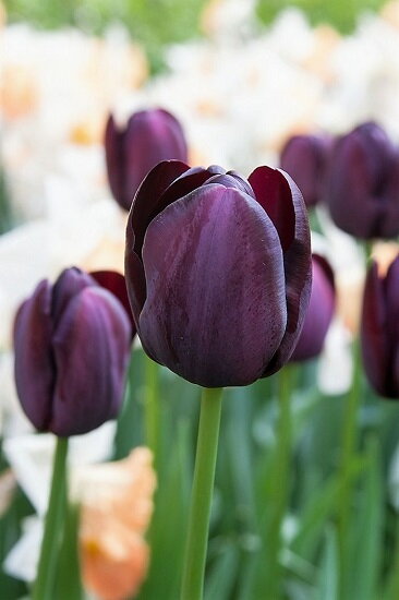 Tulipán Queen of night Tulipán Queen of night