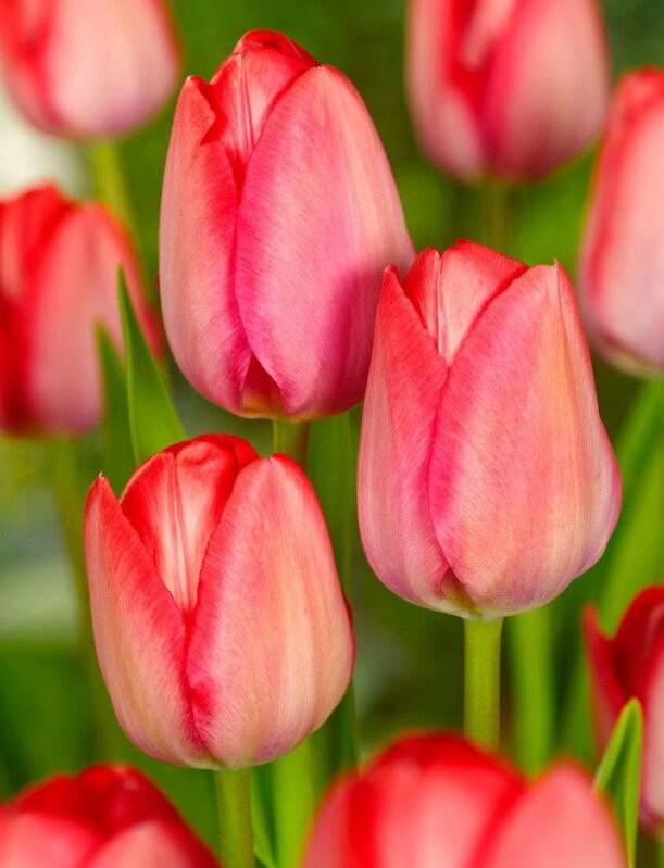 Tulipán Van Eijk 