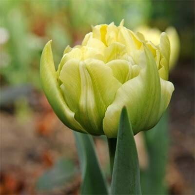 Tulipán Verona 